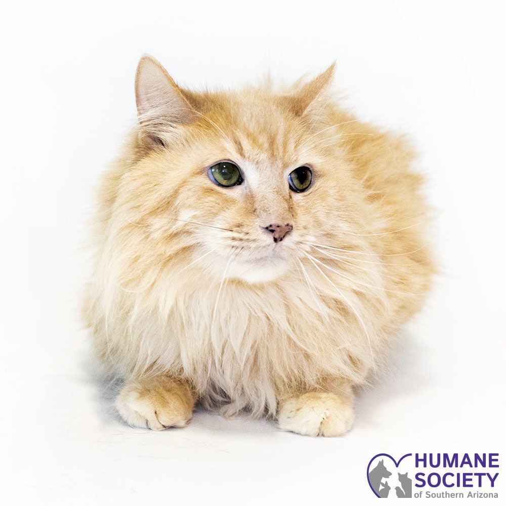 Adopt a friend: Stubby
